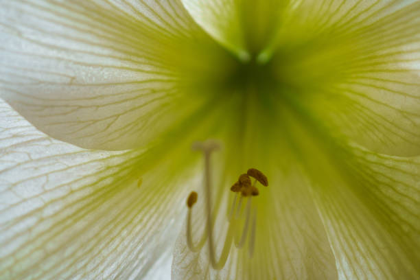 An inside peak of White Chinese Hibiscus flower.