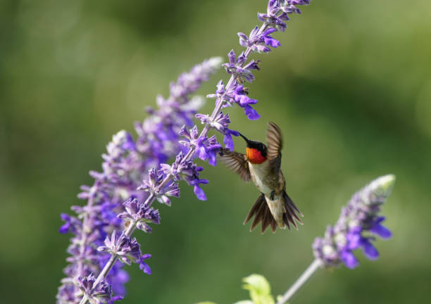 Free picture: ruby, throated, hummingbird, archilochus colubris