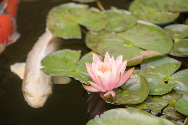 istock Koi pond with fish and a water lily 2196987398