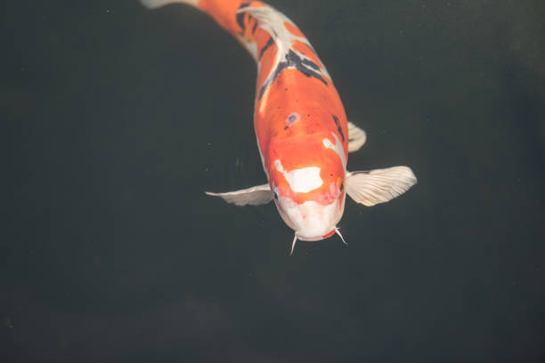 istock Orange and black koi fish looking in still water 2196987400