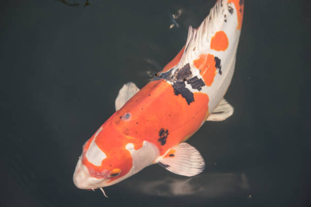 istock Black and orange koi fish swimming 2196987403