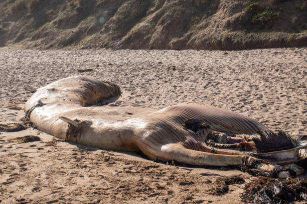 Tomatea Point Reserve, near Pakawau, Tasman District, New Zealand - January 19, 2025: A dead whale preparing to be moved away from a stranded pod of Pilot whales who are prepared to be re-floated by Project Jonah (a New Zealand environmental organisation specialising in the protection of sea life), the D.O.C. (Department of Conservation) and Volunteers. Project Jonah are regularly involved in rescuing stranded whales with New Zealand having one of the highest rates of whale strandings and beached whales in the world.