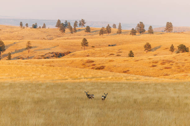Golden field with two deer, scattered trees, rolling hills in United States, Montana, Columbus