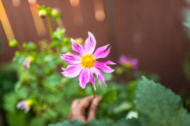 Hand holding a vibrant pink dahlia in a garden setting. in Roseville, California, United States