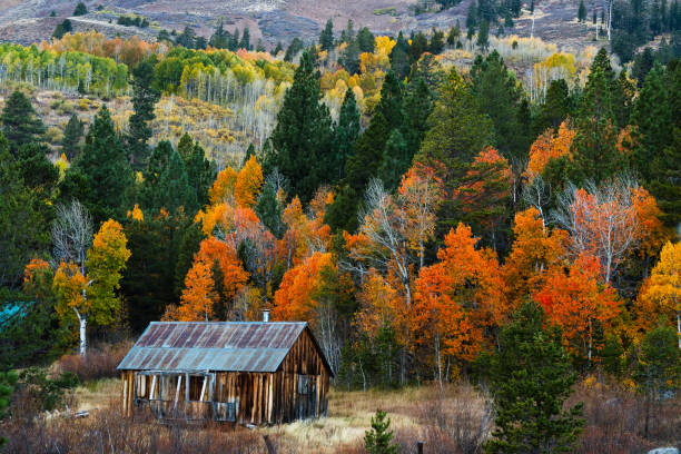 Rustic cabin nestled in vibrant autumn foliage in Hope Valley in Hope Valley, California, United States
