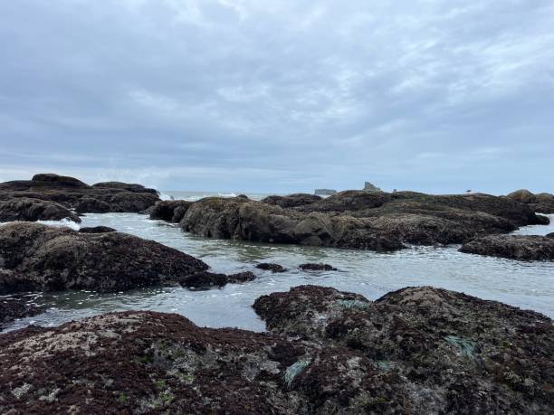 istock Olympic National Park Rialto beach Tide pools Forks 2196989686