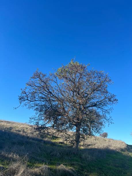 istock Stanford dish trees sun sky morning hike 2196989738
