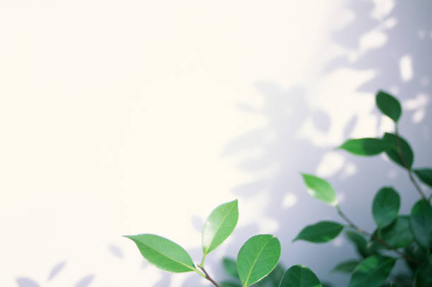 Green Leaves Against White background with shadows