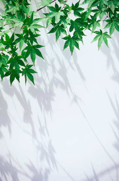 Japanese Maple Leaves Against Abstract White background with shadows