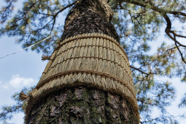 A tall tree is viewed from below, adorned with a woven straw wrap around its trunk to protect it during winter. Sunlight filters through branches, highlighting the intricate details of the binding.