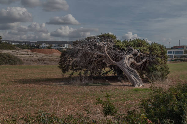 A red pine tree growing on the shore, its trunk bent in the wind