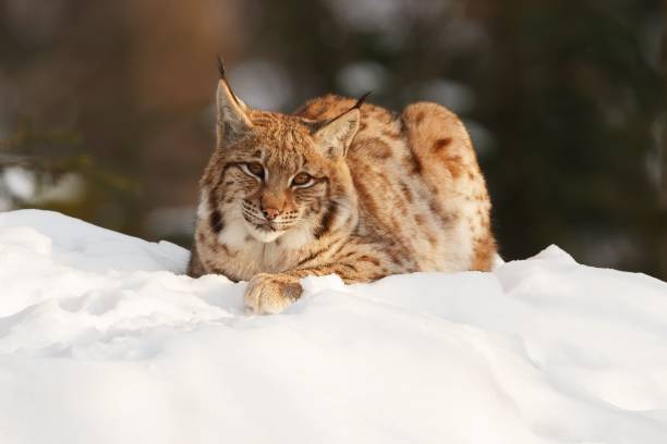 istock Lynx resting on snowy landscape 2196998938