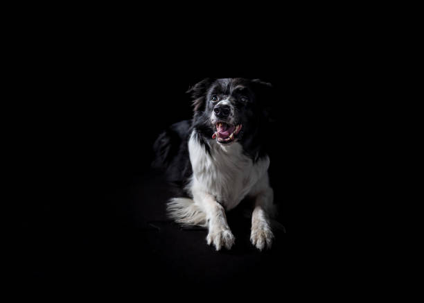 Beautiful black and white Border Collie dog lying on a floor, isolated on black background. Purebred dog, animal breeds