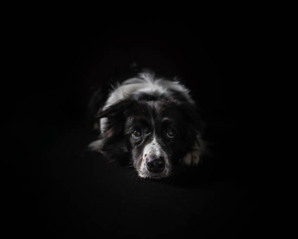 istock Black and white Border Collie dog portrait on black background 2197001048