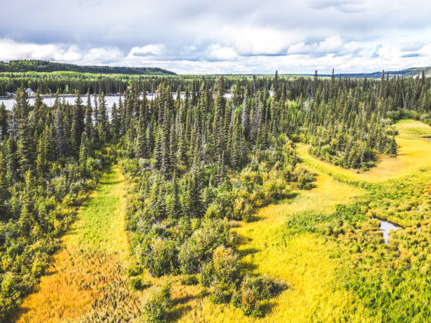 A drone flight over a field of grass and ponds in Interior Alaska shows stunning views. Many sights such a these can be observed throughout interior Alaska.