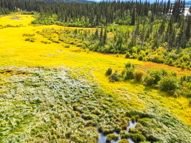 A drone flight over a field of grass and ponds in Interior Alaska shows stunning views. Many sights such a these can be observed throughout interior Alaska.