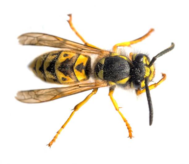 istock European common wasp German wasp Vespula Vulgaris 2197002195