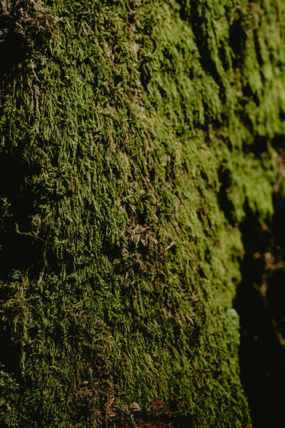 istock Lush green moss covering a tree trunk in a serene forest during early morning light 2197003809