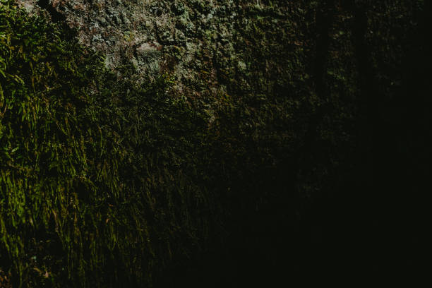 Lush green moss grows on the weathered stone wall illuminated by soft light in a natural setting