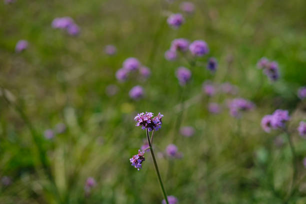In a lush green meadow, delicate purple wildflowers sway gently under the warm sunlight, creating a serene spring atmosphere. The vibrant blooms stand out against the verdant grass, inviting butterflies and bees.