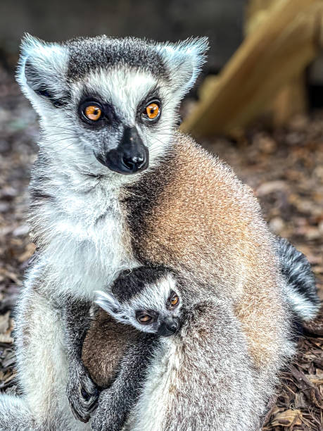 Ring-tailed lemur and pup