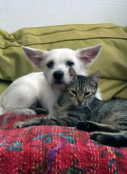 A cute black-and-white cat is snuggling up to a dog. They are lying on the floor indoors.