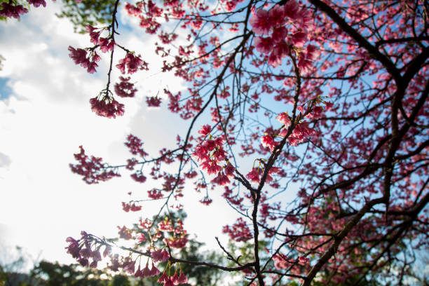 istock Kanhizakura heralds early spring in Amami 2197012571