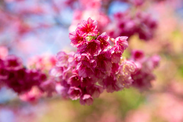 Kanhizakura heralds early spring in Amami