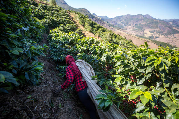 istock Manual harvesting of coffee in Araponga, Minas Gerais state (Brazil) 2197012782