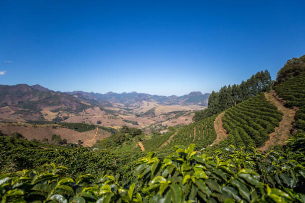 istock Coffee cultivation in Araponga, Minas Gerais state (Brazil) 2197012858
