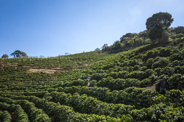 istock Coffee cultivation in Araponga, Minas Gerais state (Brazil) 2197012994