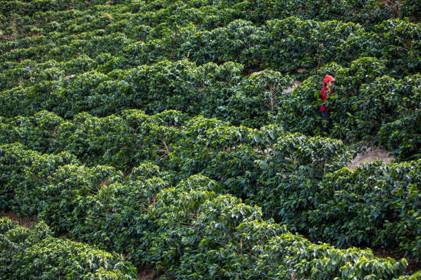 istock Manual harvesting of coffee in Araponga, Minas Gerais state (Brazil) 2197013231