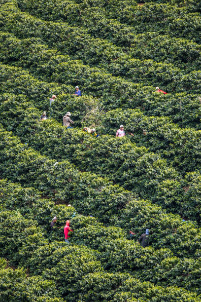 istock Manual harvesting of coffee in Araponga, Minas Gerais state (Brazil) 2197013313