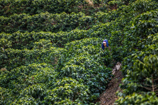 istock Manual harvesting of coffee in Araponga, Minas Gerais state (Brazil) 2197013371