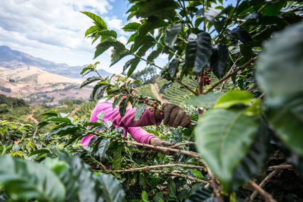 istock Manual harvesting of coffee in Araponga, Minas Gerais state (Brazil) 2197013405