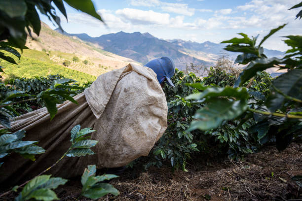 istock Manual harvesting of coffee in Araponga, Minas Gerais state (Brazil) 2197013661