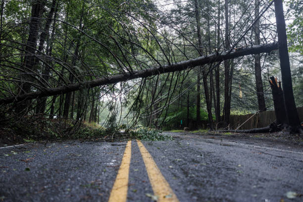 Road closure due to storm aftermath. Uprooted tree creates hazardous conditions in Poconos forest.