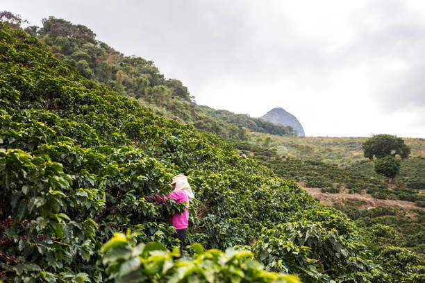 istock Manual harvesting of coffee in Araponga, Minas Gerais state (Brazil) 2197013772
