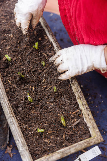 istock Spring onion planting, close-up with focus on  hands. 2197013961