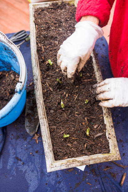 istock Planting green onion in spring in a flower pot. 2197013968