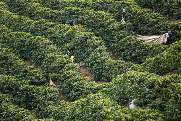 istock Manual harvesting of coffee in Araponga, Minas Gerais state (Brazil) 2197014005