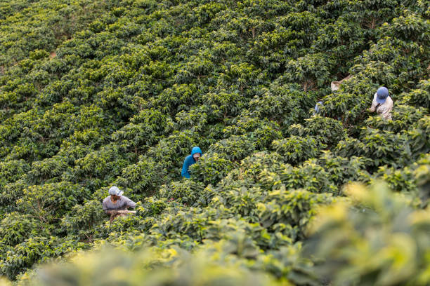 istock Manual harvesting of coffee in Araponga, Minas Gerais state (Brazil) 2197014035