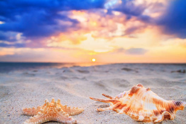 istock View of a beach with starfish and seashell on the sand at sunset, selective focus. Concept of sandy beach holiday 2197014663