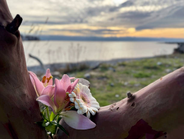 Bouquet of flowers in a tree stump beside the ocean at sunset