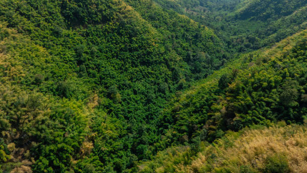 istock aerial view of mixed forest, green deciduous trees with mist clouds. The rich natural ecosystem of the rainforest concept is about conservation and natural reforestation 2197016246