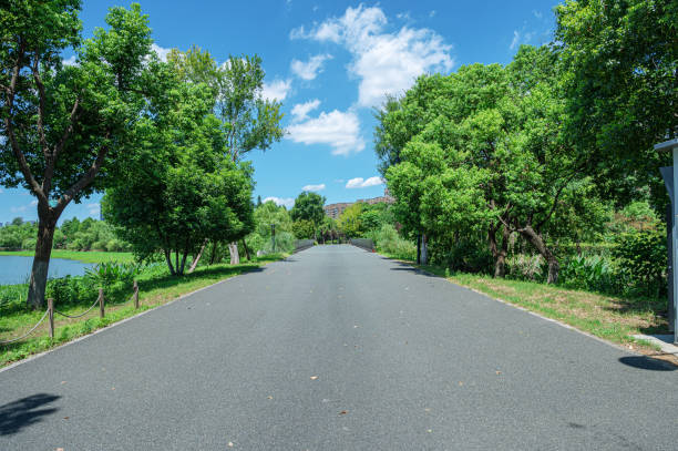 Asphalt road through the green city park