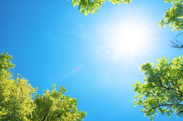 istock View to blue sky with sunbeams through treetops 2197017938