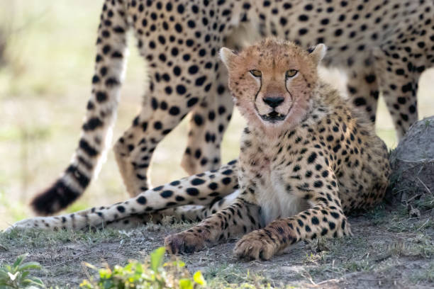 istock Cheetah sitting in the Shade 2197018181