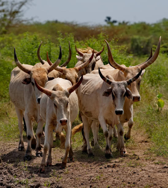 istock A herd of luxurious horns 2197019707