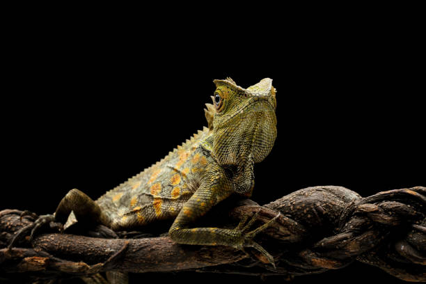 istock Forest dragon reptile on a branch, Gonocephalus chamaeleontinus 2197019835